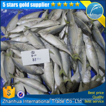 wholesale sea frozen IQF indian mackerel fish 8/10 exporter